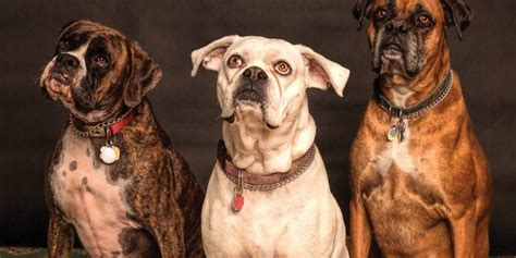 Their food also shouldn't be too calorically dense, as large mature breeds have slower metabolisms. Best Boxers Dog Food: Raw Feed or Commercial Kibble?