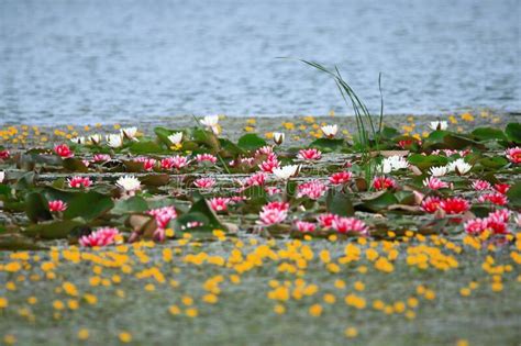 Lotus Blooming In The Lake Stock Image Image Of China 184212061