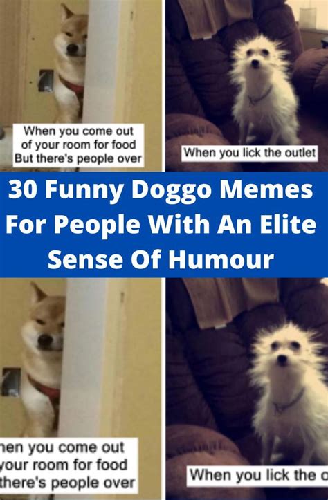 30 Funny Doggo Memes For People With An Elite Sense Of Humour In 2022