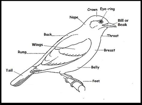 L.O.S. Young Birders' Club: The New Season Kicks Off at Gilded Hollins