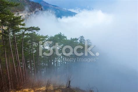 Misty Mountain Forest Stock Photo Royalty Free Freeimages