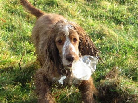 Renfrewshire Puppy Care Walking Puppies Skye And Penny With Jersey