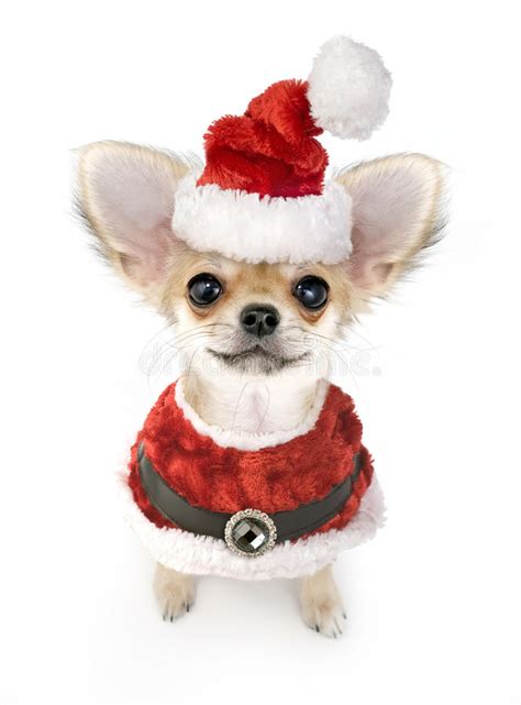 Cute Chihuahua Puppy With Santa Costume Isolated Royalty Free Stock