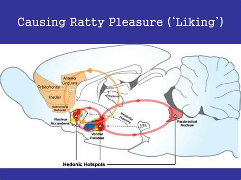 Ppt Defining Pleasure For Hedonism Lessons From Science Powerpoint