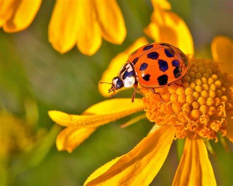 Good Vs Bad Ladybugs In Your Garden And How To Tell The Difference Below Zero