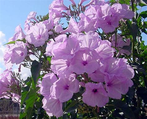 Shear in spring every couple years to keep it fresh and full. Ipomoea carnea Bush Morning Glory Plant FREE SHIPPING ...