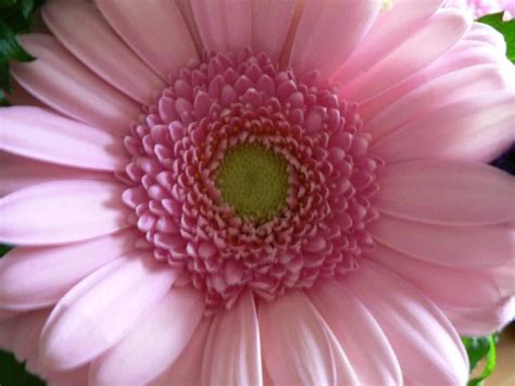 20 photos · curated by vivian. Free picture: pink flower, up-close, big, flower