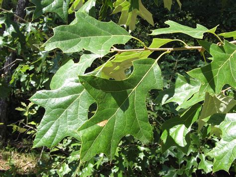 Quercus Ilicifolia Scrub Oak Go Botany