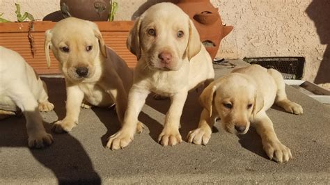 All of our dogs are of ofa certified in their hips and elbows. Labrador Retriever Puppies For Sale | El Monte, CA #291527