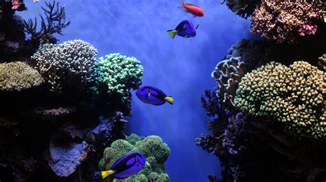 Underwater Fish Fishes Tropical Ocean Sea Reef Wallpaper 3840x2160