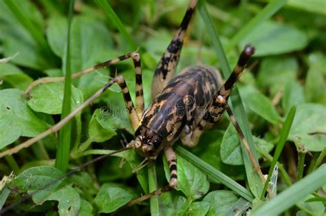 Facts About The Spider Cricket Evoking Minds