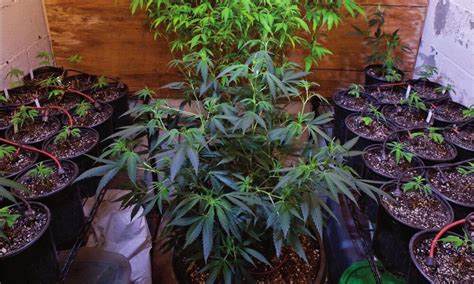 A Quick And Easy Guide To Getting Started With Growing Cannabis Indoors