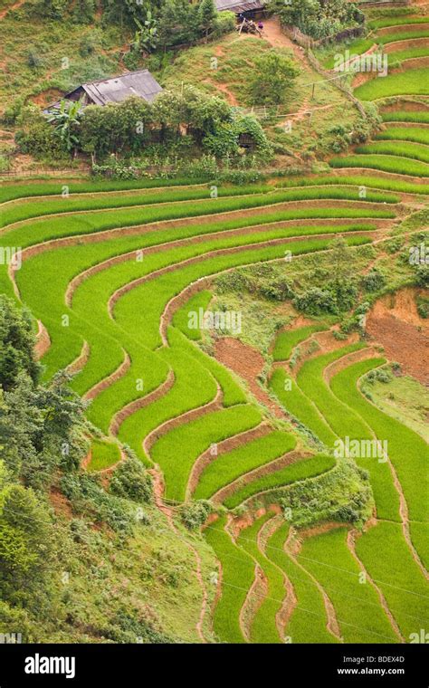 Curved Green Rice Paddies On A Hillside Of Sa Pa Vietnam Stock Photo