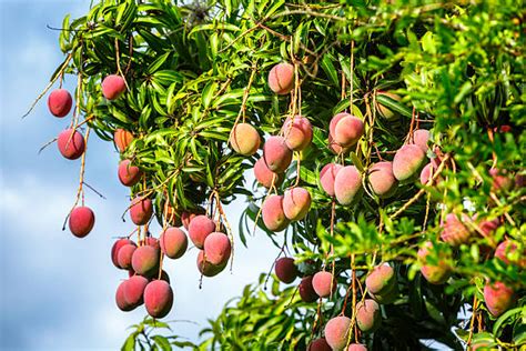 Royalty Free Mango Tree Pictures Images And Stock Photos Istock