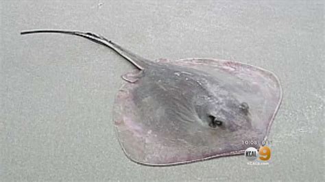 Rise In Stingray Injuries At La Area Beaches Youtube