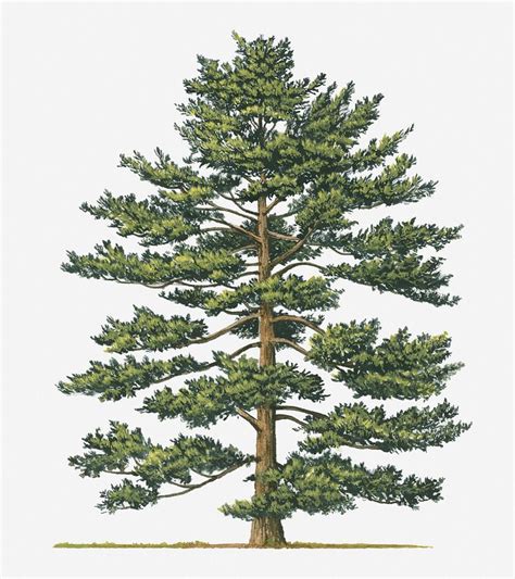 Vertical Digital Art Illustration Of Pinus Parviflora Japanese White