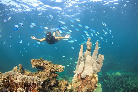 Coral Bay Snorkelling Hours With Coral Bay Ecotours Australian