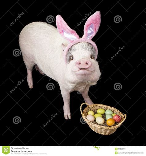 Funny Pig Easter Bunny With Basket Stock Image Image Of