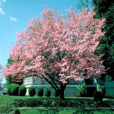 Cornus Florida F Rubra Pink Flowering Dogwood 5 Ft