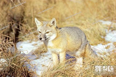 Adult Swift Fox Vulpes Velox Prairie Grasslands Southern Alberta