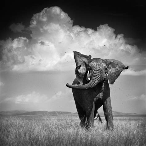 Compilado de animales 10/04/2012 Blanco y negro - Friki.net