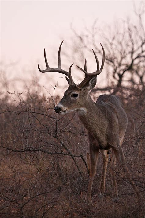 Texas Whitetail Deer Huntingdesigns Flickr