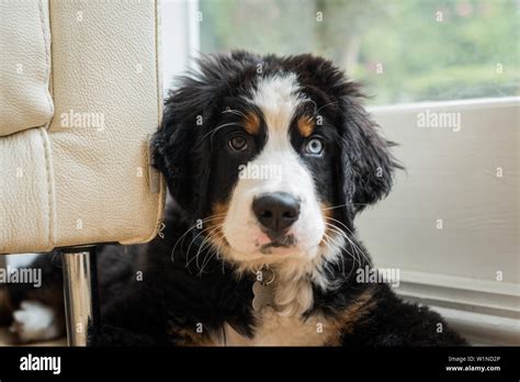 Bernese Mountain Dog Puppy Sitting At The Edge Of A Sofa Looking At