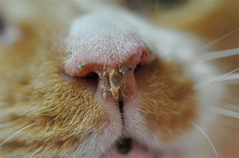 Unusual discharge from the nose or eyes that. Sick as a dog? More like sick as a cat! - SPCA West