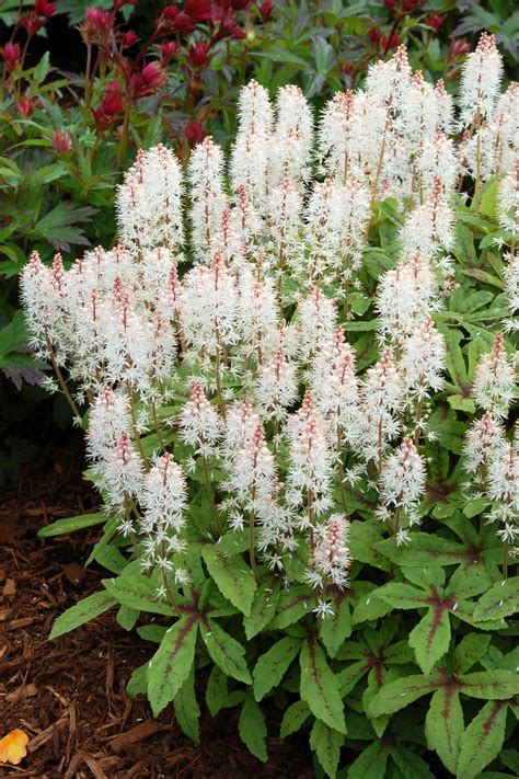 Perennial spring and summer flowering. Tiarella 'Spring Symphony' | TERRA NOVA® Nurseries, Inc.