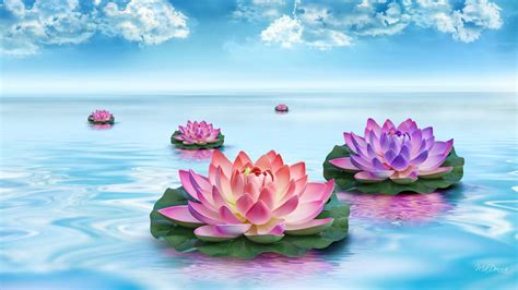 Water Lilies Hd Wallpaper Background Image 1920x1080