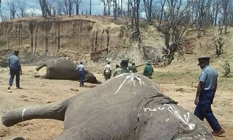 Ca Adores De Marfim Usam Veneno Para Matar Elefantes Revista Galileu