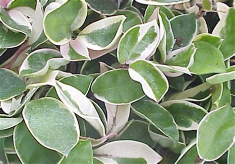 Light requirements for hoya krimson queen care. Hoya carnosa Krimson Queen - Glasshouse Works