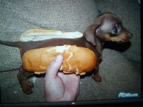Pin By Marisol Deleon On Quotes That I Love Hot Dog Buns Weenie Dogs