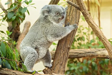 The park is 210 hectares in si. Tiergarten Schönbrunn / Erster Koala-Nachwuchs | Redaktion ...