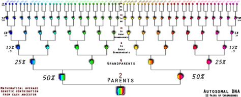 Dna Inheritance Chart Above Shows The Percentage Inherited By Each Line Relationship