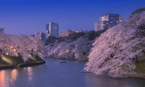 10 Top Nighttime Cherry Blossom Viewing Spots | All About Japan