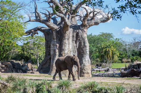 Review Caring For Giants Elephant Tour At Animal Kingdom