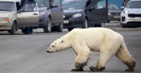 exhausted polar bear wanders into siberian city virgin radio dubai