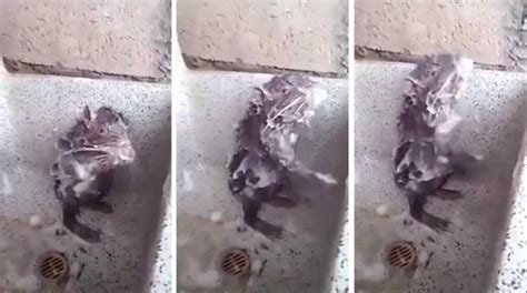 La triste réalité derrière la vidéo du rat qui prend une douche