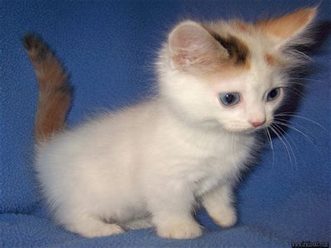 Enter a location to see results close by. Things You Should Know About Dwarf Kittens For Sale ...