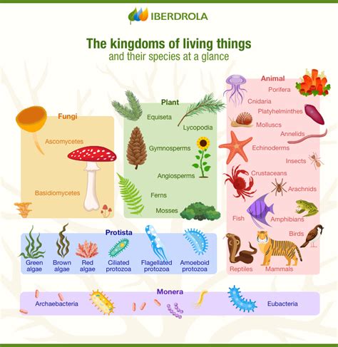 Biology 5 Kingdoms Of Living Things Classification Iberdrola In 2021 Vertebrates And