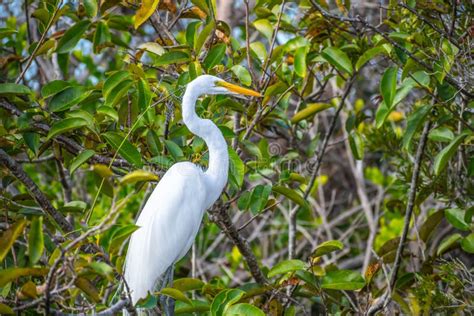 A Great White Egret In Everglades National Park Florida Stock Image