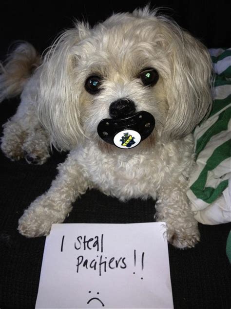 Dog Shaming Funny Dogs Dump A Day