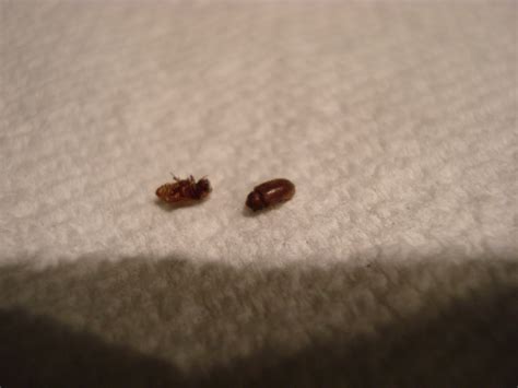 They look like fruit flies, but don't fly. Household Bugs Pictures Identification | Search Results ...