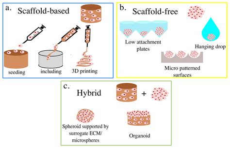 Non Destructive Monitoring Of 3d Cell Cultures New Technologies And