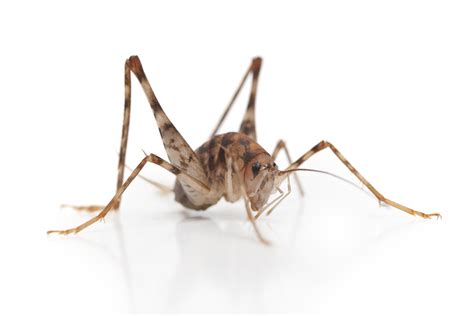 Spider Cricket Control And Treatments For The Basement Living Areas