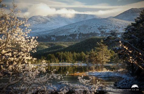 Loch Morlich In The Cairngorms National Park Southern Scotland