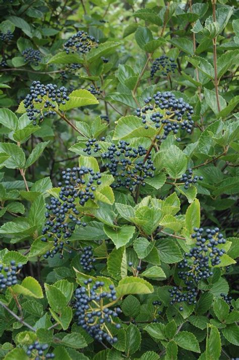 Check spelling or type a new query. Arrowwood Viburnum (Viburnum dentatum) | Garden planning ...