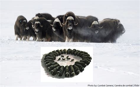 Interesting Facts About Musk Ox Just Fun Facts