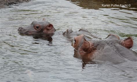 Baby Hippo Born At The Memphis Zoo — Karen Pulfer Focht Photojournalist